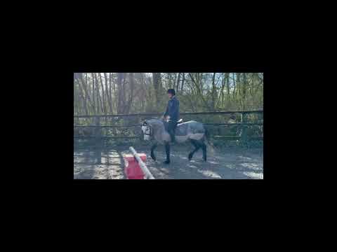 Bred to jump by prolific Bettyspark Shadow - Image 2