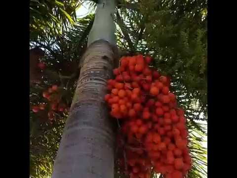 Captains Cove vacation rental, Indian Shores, Florida