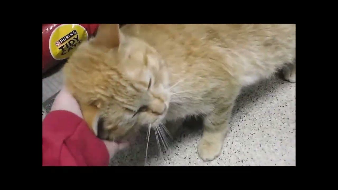 Enlarge IZZY, a ADOPTABLE Tabby in Ironwood, MI video 6/6