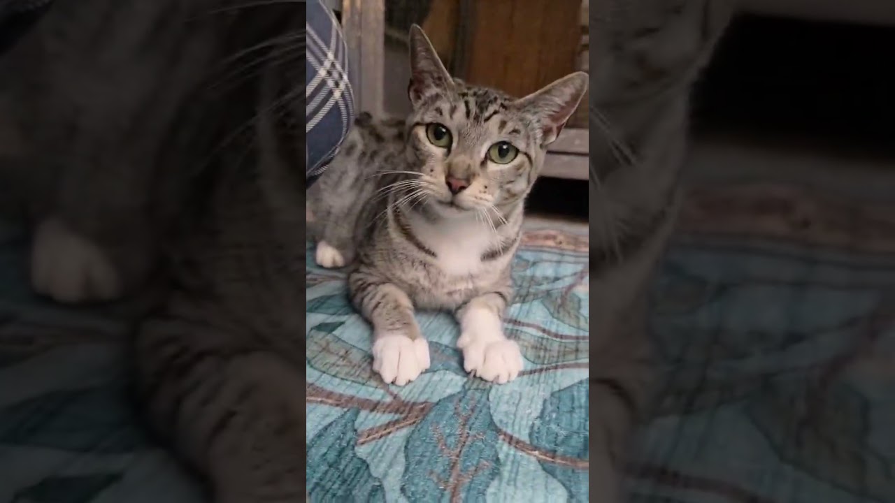 Enlarge Tawnie, an adopted American Shorthair in Bellevue, WA video 4/6