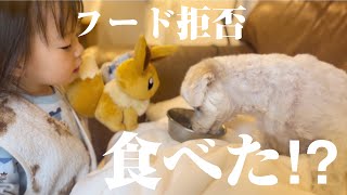 【驚き】ご飯を食べない兄犬が1歳妹のとある行動で突然食べ始めました…【マルプー×1歳】