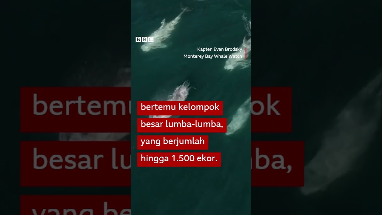 Momen langka ribuan lumba-lumba bertemu paus kelabu di laut lepas - BBC News Indonesia