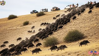 Download lagu Biggest Wild Boar Hunt in History | Intense Showdown with Massive Herd - Takedown Wild Boar mp3