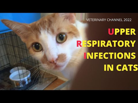 Veterinary Internal Medicine: The Prevention And Treatment Of Upper Respiratory Infections In Cats