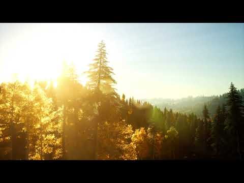 Classical music - The Forest Grand -Trevor Kowalski ,  Beautiful piano music, Clam Relax