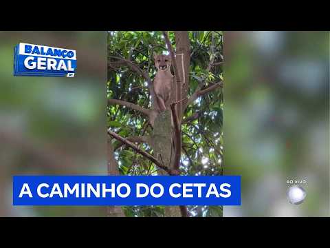 Onça-parda é resgatada em chácara do Novo Gama (GO) e morre durante transporte | Balanço Geral DF
