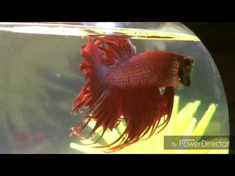 whatsapp status fighter_crown tail __guppy song