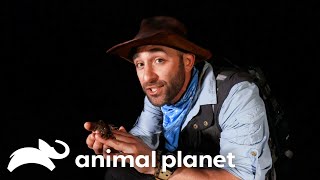 A Close Call! Coyote Peterson Nearly Gets Bitten By A Shark! | Coyote Peterson | Animal Planet by Animal Planet