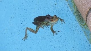 Frog Toads spawn egg-mass tadpole legs Froglet pool maintenance cleaning Sony NEX-7