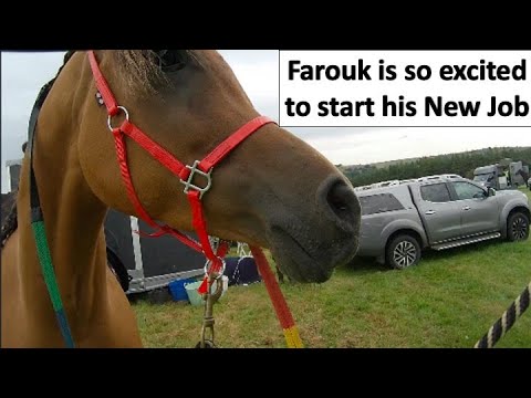 Arabian horse Farouk is doing his first Competitive Endurance Ride War of The Roses Nr Blubberhouses