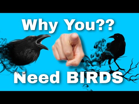 image-Why birds are important in our life?
