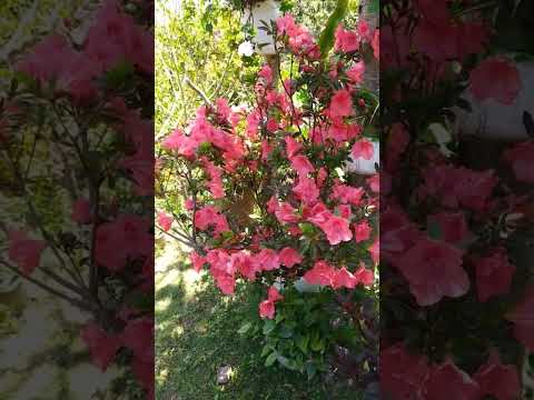 Incredible Azalea Bloom🌺💮🌸🌸🌸 l Díaz Garden