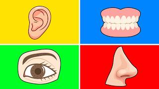 Learn BODY PARTS in English for Kids | Fun Beginner Vocabulary Lesson