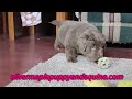 Newfoundland dogs for sale: Crystal - Video 1