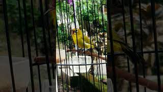 Download lagu MASTERAN PLECI NEMBAK ZIPPER mp3