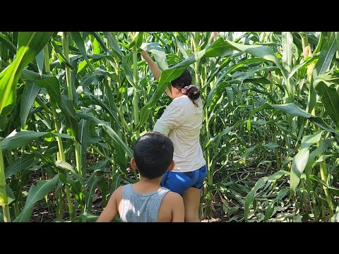 CUTTING CORN 🤤 WE FOUND UGLY ANIMALS ON THE ROAD 😱