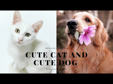 Funny Cute Cat And Cute Dog From 2021#5