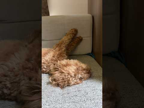 You must boop! #boop #puppy #cute #dog #funny #happydoglife #happydoggy #cockapoo #doglover