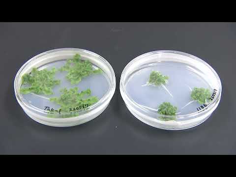 【福井県立大学】生物資源学科　篠原秀文准教授