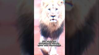 The Lion's Lesson: Patience and Power #LionWisdom #Motivation #SuccessMindset