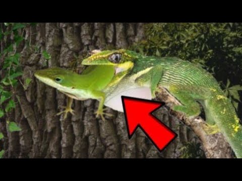 Knight Anole Hunting And Eating Smaller Feeder Anole In Reptile Garden (Warning Graphic)