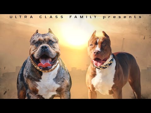 How to line breed your dog to create your own blood line. United Kingdom