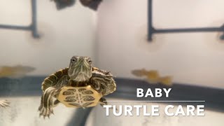 Basic Baby Red Eared Slider Turtle Care 2020 || Baby Turtle Care