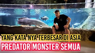 PART 1 - GILA‼️KATANYA TERBESAR SE ASIA - SURGANYA IKAN PREDATOR MONSTER DAN GANAS