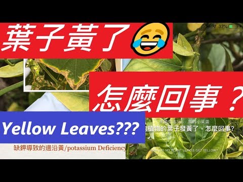 , title : '我的植物葉子黃了😂怎麼回事啊？叶子黄了是澆水還是營養問題，怎樣知道？WHAT IS WRONG WITH MY PLANT LEAVES: GETTING YELLOW'