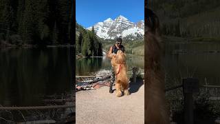 My dog saved me. #goldendoodle #dogdad #doglover