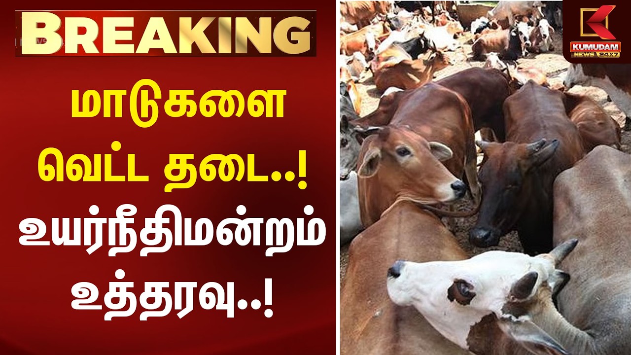 BREAKING : மாடுகளை வெட்ட தடை..! உயர்நீதிமன்றம் உத்தரவு..!  | Chennai HC | COW | Kumudam News