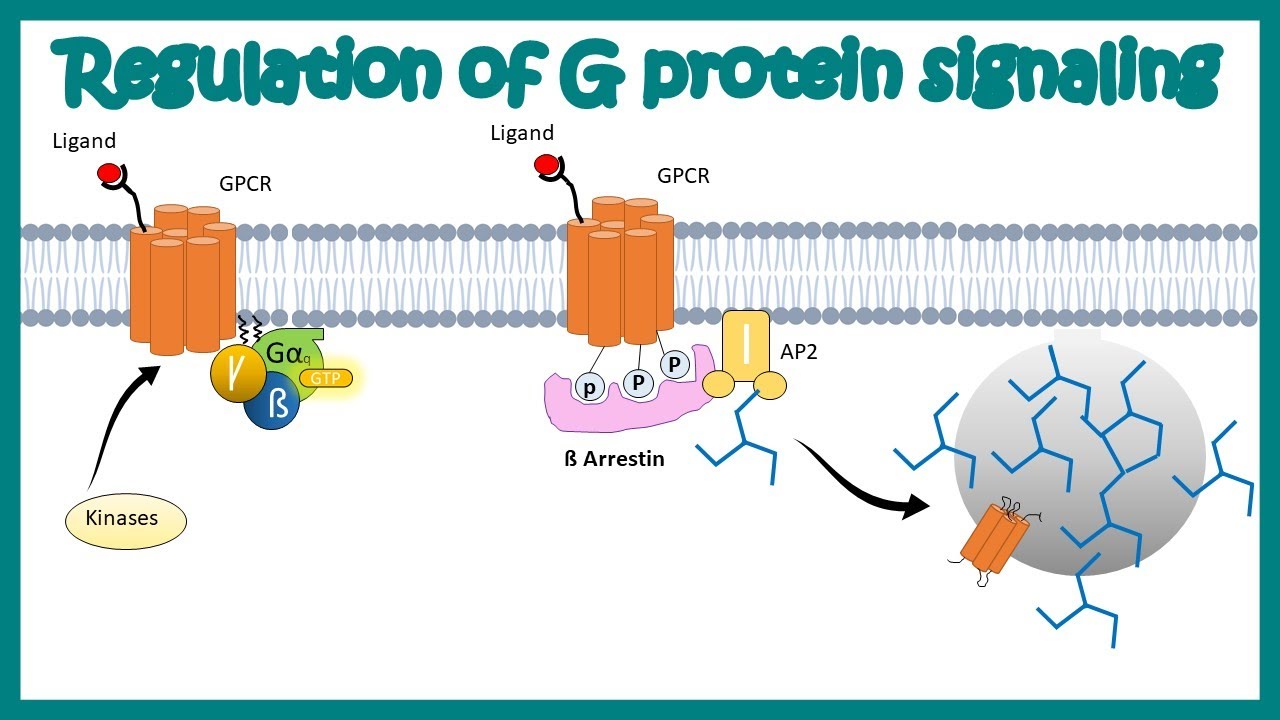 Desensitization of GPCR| Regulation of G protein signaling by beta arrestin | Regulation by GRKs