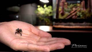 Making a Rainforest Vivarium for my dream pet Poison Dart Frogs