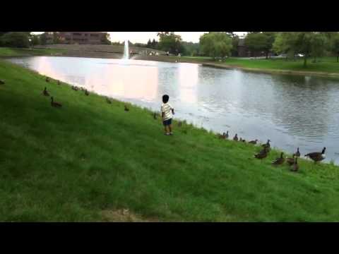 rushil trying to catch duck