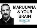 How Marijuana Affects The Brain Body Dr Andrew Huberman