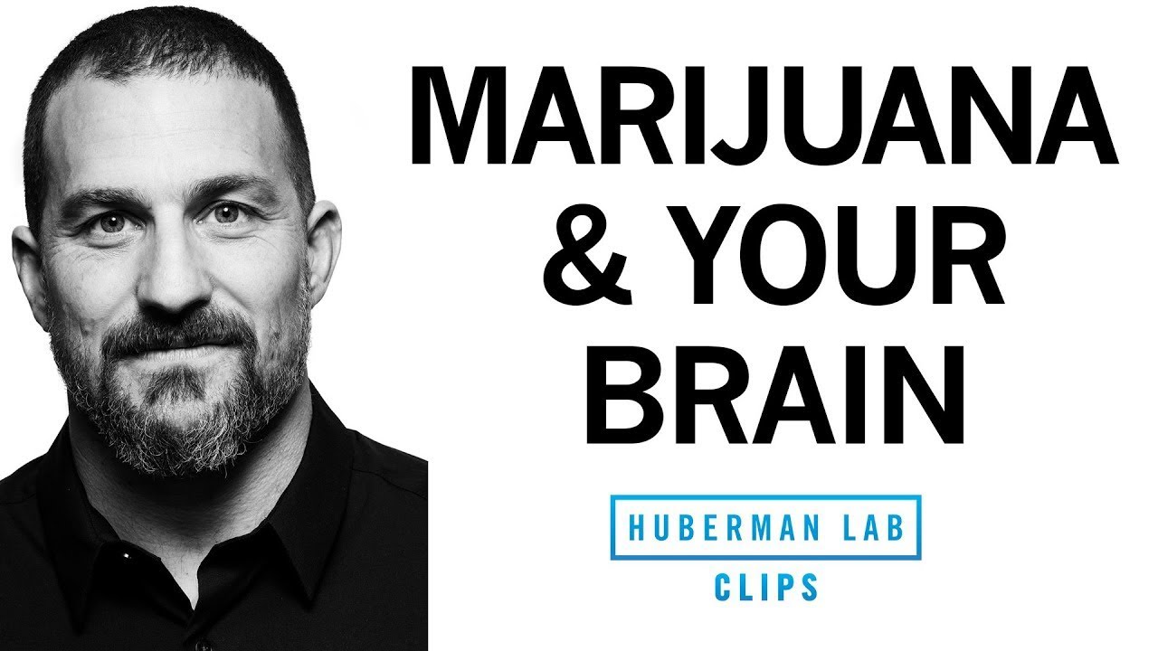 Andrew huberman cannabis