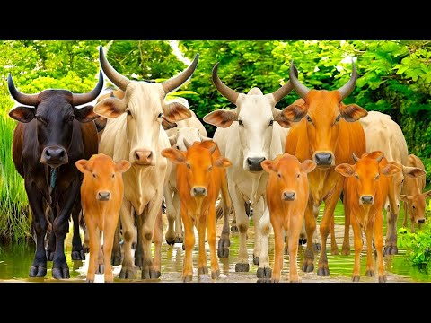 Tous les après-midi, des vaches apprivoisées - des vaches, des bruits de vaches, des vaches qui mangent de l'herbe, des vaches amusantes, des vaches qui dansent.8