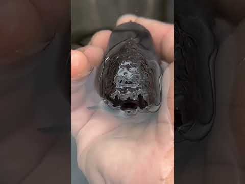 How often should you feed your goldfish?