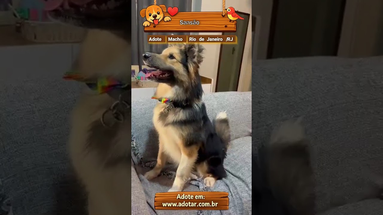 Cachorro raça SRD-ViraLata idade 7 a 11 meses nome Sansão 