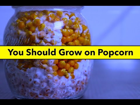 Popcorn Tek - How to Make Popcorn Grain Spawn Step-by-Step Guide: Easy Mushroom Growing