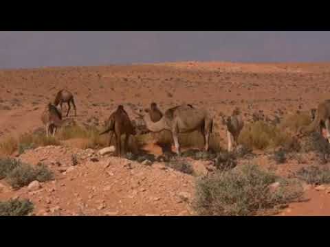 beauty of nature creative common videos #creativecomon #youtubechannel #trending (3)