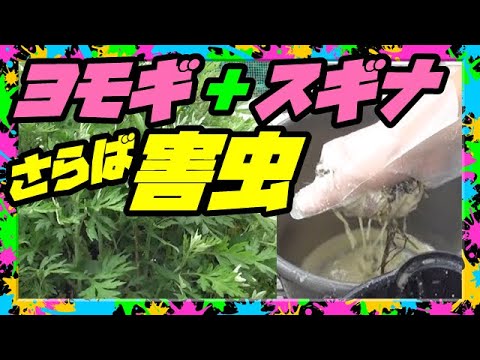 イラクサ肥料の作り方：無害な天然肥料から恩恵を受けるレシピは何ですか？  庭園