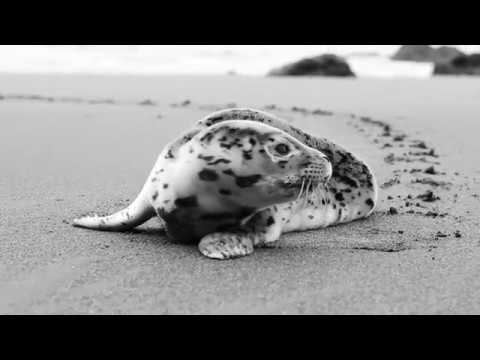 BUKOW - Gezeiten (Offizielles Musikvideo)