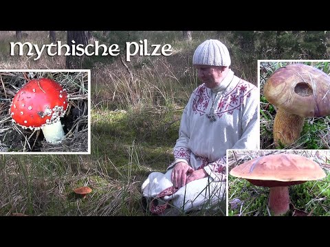 Mythische Pilze (Allsherjargode 43)