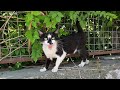 Tuxedo Cat That Constantly Meows Loudly Asks Me For Food