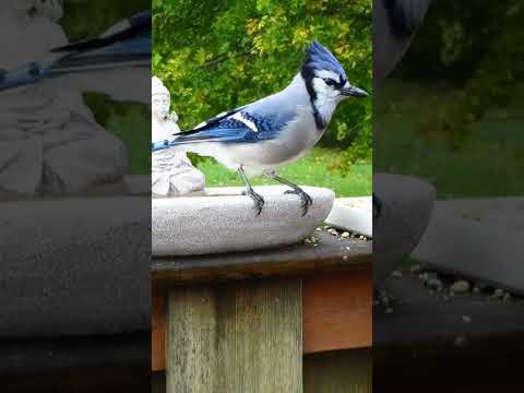Blue jay announces their arrival