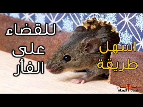 , title : 'بهذه الطريقة امنع الفأر  نهائي من دخول بيتك - اسرع طريقة لقضاء على الفئران'