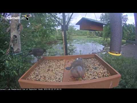 Great Blue Heron Visitor on Feeder Cam