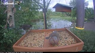 Great Blue Heron Visitor on Feeder Cam