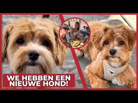 HEBBEN WE EEN NIEUWE HOND?! - #1760